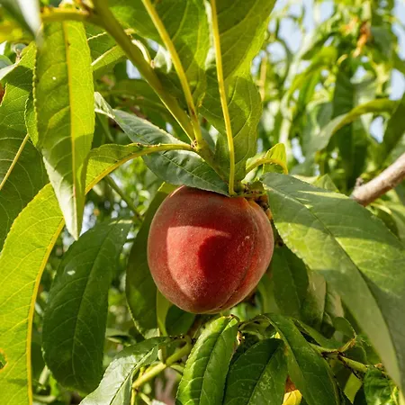 Casa Andrea Dom wakacyjny *