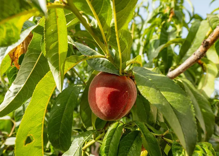 Casa Andrea Casa de Férias *
